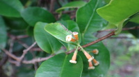 Alyxia stellata