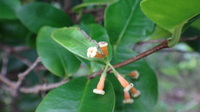 Alyxia stellata