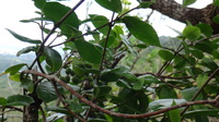 Alyxia stellata