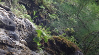 Kadua littoralis