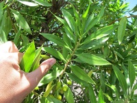 Bontia daphnoides