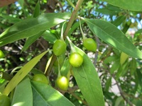 Bontia daphnoides