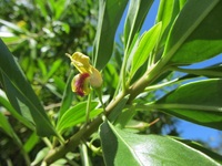 Bontia daphnoides