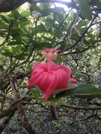 Hibiscus kokio subsp. kokio