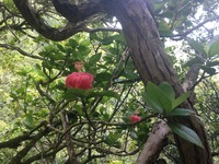 Hibiscus kokio subsp. kokio