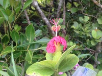 Hibiscus kokio subsp. kokio
