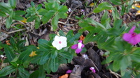 Catharanthus roseus