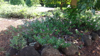 Catharanthus roseus