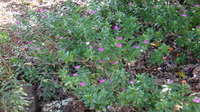 Catharanthus roseus