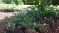 Catharanthus roseus