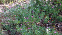 Catharanthus roseus