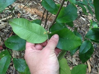 Alyxia stellata
