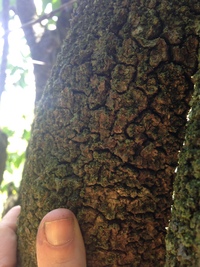 Psydrax odorata