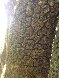 Psydrax odorata