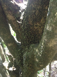 Psydrax odorata