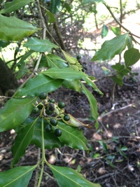 Psydrax odorata