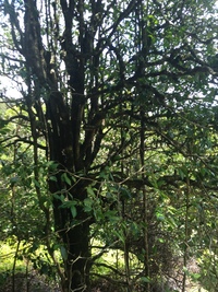 Psydrax odorata
