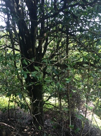 Psydrax odorata