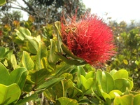 Metrosideros polymorpha