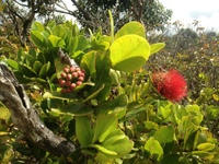 Metrosideros polymorpha
