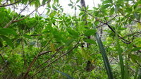 Rauvolfia sandwicensis