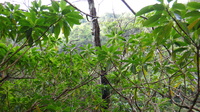 Rauvolfia sandwicensis