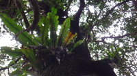 Asplenium nidus