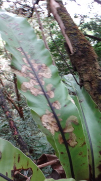 Asplenium nidus