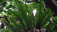 Asplenium nidus