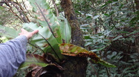 Asplenium nidus