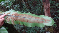 Asplenium nidus