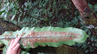 Asplenium nidus