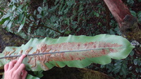 Asplenium nidus