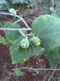 Hibiscadelphus distans