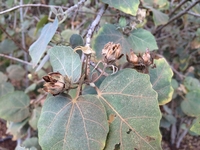 Hibiscadelphus distans