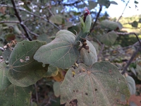 Hibiscadelphus distans