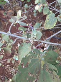 Hibiscadelphus distans