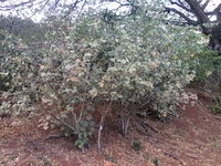 Hibiscadelphus distans