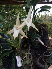 Angraecum sesquipedale