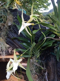 Angraecum sesquipedale