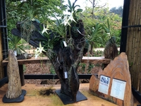 Angraecum sesquipedale