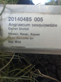 Angraecum sesquipedale