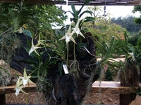 Angraecum sesquipedale