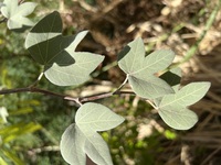 Gossypium tomentosum