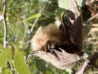 Gossypium tomentosum