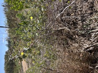Gossypium tomentosum