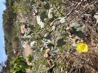 Gossypium tomentosum