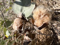 Gossypium tomentosum