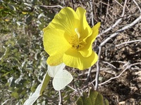 Gossypium tomentosum