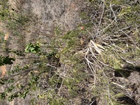 Sesbania tomentosa